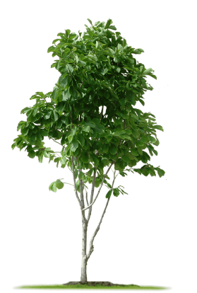 Small Tree 1